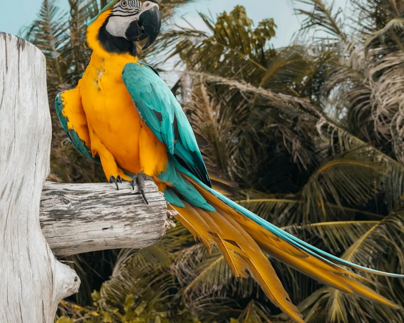 Arara-canindé empoleirada em um galho